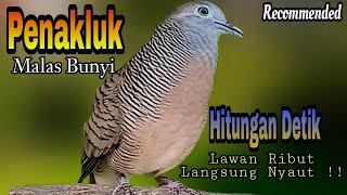 PANCINGAN PERKUTUT LOKAL // PENAKLUK MALAS BUNYI HITUNGAN DETIK BIKIN RIBUT SEMUA JENIS PERKUTUT