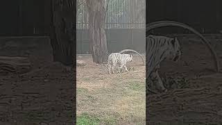 Delhi zoo big tigar #animal