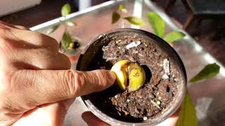 How to, Learn to grow avocados, from seed to treat in less than 15 minutes.