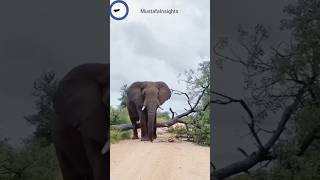 SubhanAllah! Elephant's Strength Meets Allah's Creation 🌴 #Nature #SubhanAllah