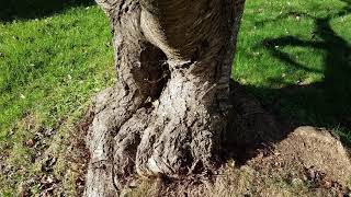 A Gnarley Tree and Knotty Knots