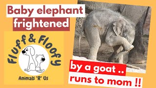 Baby elephant frightened by a small goat; runs screaming back to mom; in a panic! Cute! #shorts