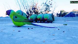 hello parrots ☘️