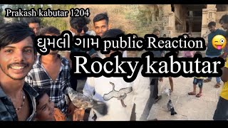 ઘુમલી ગામે rockyકબુતર ને લાય ગયા અને public reaction !! Public reaction !! Bhanvad Ghumali !!