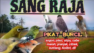 suara pikat burcil paling di cari, sang raja pikat