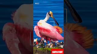 Big Bird Pink In sea #shorts #short