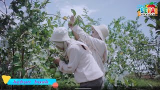 Wisata Kolam Renang & Petik Buah di Purbalingga, SEFA GARDEN | Purbalingga Memikat