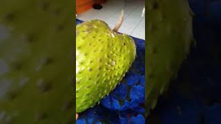 Panen Buah Sirsak #videoshorts