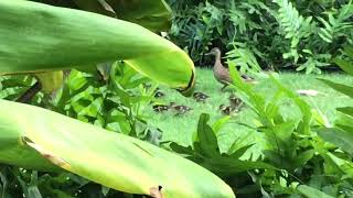 The ducks walking to the lemonade stand