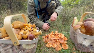 БЕЛЫЕ, РЫЖИКИ, ПОДОСИНОВИКИ..... грибная волна продолжается!