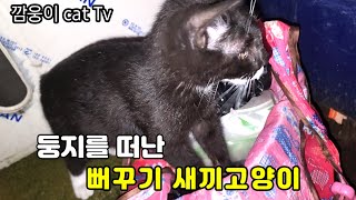 어미와 떨어져 남에 둥지에 살아가는 뻐꾸기 새끼고양이