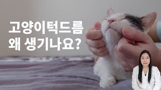 고양이턱드름, 원인과 관리법이 궁금해요 !