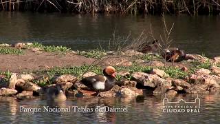 Parque Nacional Tablas de Daimiel - Diputación de Ciudad Real