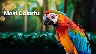 The Most Colorful Birds on Earth