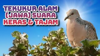 Tekukur Jawa suara keras & tajam #dekukur #burungdekukur