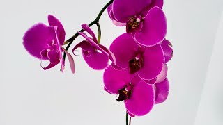 How to repot Orchids|Orchid care for beginners