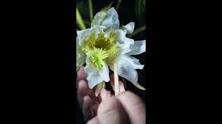 How to hand pollinate dragonfruit