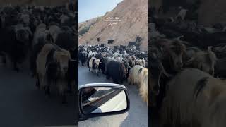 Migration of Bakhtiari people in the traditional way