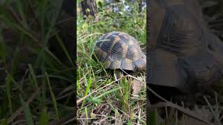 at the camp Small visitor tortoise #2023 #camping #keşfet 🐢