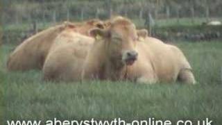 Cows Relaxing in the Sun