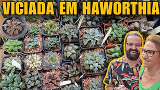 A EXTRAORDINÁRIA COLEÇÃO de SUCULENTAS de SOMBRA RARAS em Holambra -Haworthia plantas e jardim