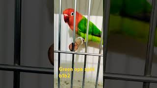 green opline split b1b2 #lovebirds #birds