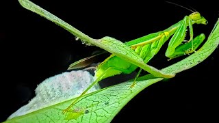 Mantis constructing an ootheca..read description to know more #nature #mantis