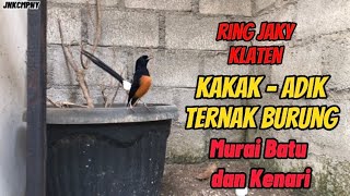 MAIN KE PENANGKARAN MURAI BATU & PETERNAK KENARI | YAFI BF Jungkare, Karanganom