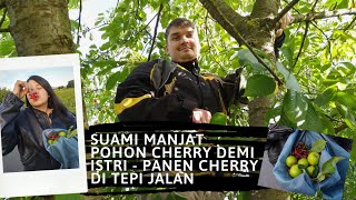 PANEN CHERRY TEPI JALAN || LIVING IN GERMANY