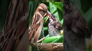 #shorts#birds#sparrow#youtube#kite#eating#motivation#viral#song#insects#trending#nature#environment