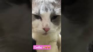 Vídeo de gatitos