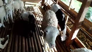 jual kambing domba Garut indukan tanduk #shorts