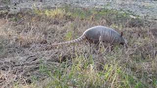 Armadillo