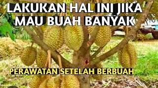 Perawatan durian | perbedaan cara rawat kebun tetangga dan kebun kami | jangan di lewatkan