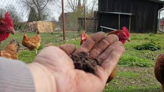 Chickens eating worms