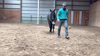 Lot 5-SB Perty Cowboy-Offered by West Fork Ranch@Diamonds In The Desert Premier Horse Sale~Vegas