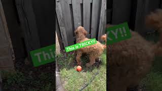 Doodle Doggie Tales- Part 82 “Yo, It’s Tricky” #shortvideo #shortsfeed #dogs #dogsofyoutube #shorts