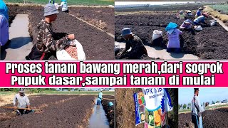 tahapan sebelum tanam,sampai mulai tanam bawang merah,saat ini