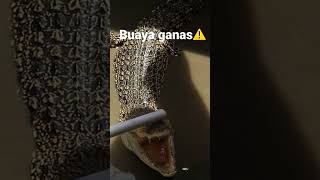 Buaya Ganas‼️⚠️😱#crocodile #buaya #shorts #video #borneo