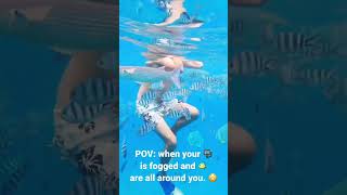 POV 🐠🤿 #snorkeling #underwater 😂 #shortsfeed