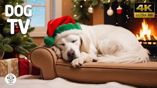 12 Hours Calming Music For Dogs: Relaxation And Stress Relief🐶🐾 Christmas Music For Dogs