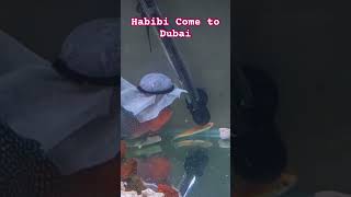 Flower Horn Fish | Dubai Flower Horn @Riding-Miles