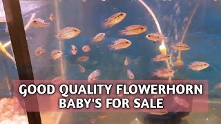 Good quality srd flowerhorn fries for sale