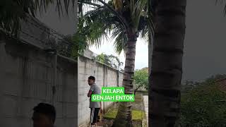 kelapa genjah entok