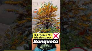 5 Árboles No Ideales para Banqueta o Aceras 🌳🌲❌‼️ #árboles #plantas #arboriculture #banqueta