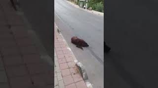 Sokak köpek leri çocukların olduğu yerlerde barınak larda olmalı bu hayvanlar..