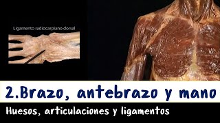 Extremidad superior - 2. Brazo, antebrazo y mano, huesos.