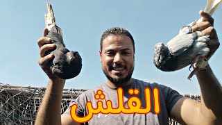 #اخيرا🤷🏽كان لازم اعمل كده من بدرى✌️🕊️🥰#pigeon فتره #قلش