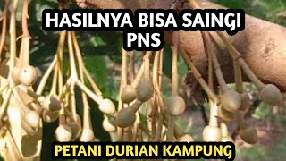 Motivasi bertani durian di kampung || bungan durian lebat pertanda baik