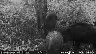 Wild Boar waiting in line for pine tar tree/Mežacūku pievilināšana